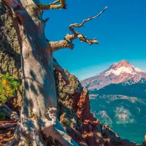 Explore Pacific Coast USA up close for 14 days with DERTOUR and discover unforgettable experiences - Photo 9