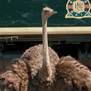 Explore Rovos Rail - The Pride of Africa (from Zug to Pretoria) for 4 days with DERTOUR and discover unforgettable experiences - Photo 5