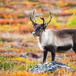 Explore Lapland, Lofoten, North Cape (from Evenes) for 15 days with DERTOUR and discover unforgettable experiences - Photo 4