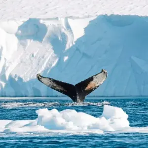 Explore Ice Fjord Adventure for 8 days with DERTOUR and discover unforgettable experiences - Photo 7