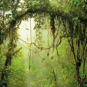 Explore Undiscovered Costa Rica for 8 days with DERTOUR and discover unforgettable experiences - Photo 5