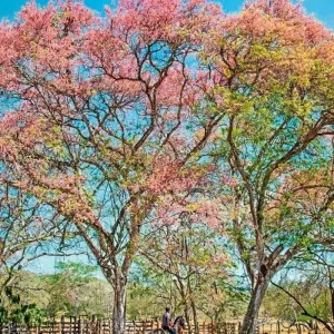 Explore Undiscovered Costa Rica for 8 days with DERTOUR and discover unforgettable experiences - Photo 10
