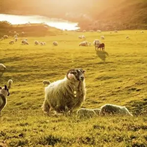 Explore Intense Tour of the Emerald Isle for 14 days with DERTOUR and discover unforgettable experiences - Photo 5
