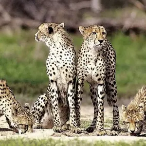 Explore Rovos Rail - The Pride of Africa (22 destinations) for 12 days with DERTOUR and discover unforgettable experiences - Photo 6