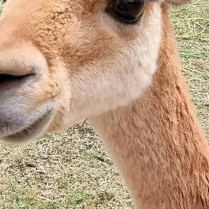 Explore Peru - On the Legendary Inca Trail for 14 days with DERTOUR and discover unforgettable experiences - Photo 5