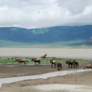 Explore 10 Days Best of Kenya &Tanzania Safari Adventure for 10 days with Gracepatt Ecotours Kenya and discover unforgettable experiences - Photo 4