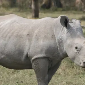 Explore 10 Days Best of Kenya &Tanzania Safari Adventure for 10 days with Gracepatt Ecotours Kenya and discover unforgettable experiences - Photo 7