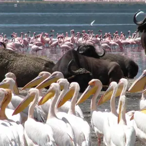 Explore 10 Days Best of Kenya &Tanzania Safari Adventure for 10 days with Gracepatt Ecotours Kenya and discover unforgettable experiences - Photo 8