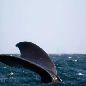 Explore Puerto Madryn Self drive (4 Days) for 4 days with Hi Travel Argentina and discover unforgettable experiences - Photo 2