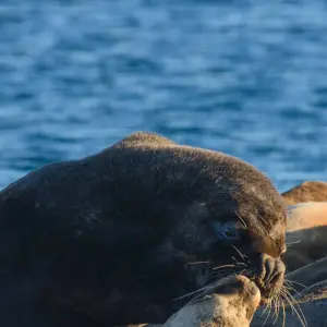 Explore Puerto Madryn Self drive (4 Days) for 4 days with Hi Travel Argentina and discover unforgettable experiences - Photo 3