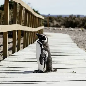Explore Puerto Madryn Self drive (4 Days) for 4 days with Hi Travel Argentina and discover unforgettable experiences - Photo 4