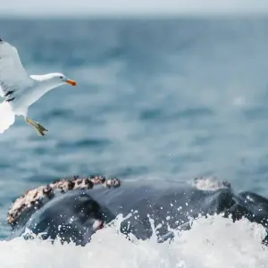 Explore Puerto Madryn Self drive (4 Days) for 4 days with Hi Travel Argentina and discover unforgettable experiences - Photo 5