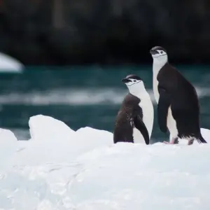 Explore Antarctic Voyage with Galápagos and Peru Guayaquil → Buenos Aires (2026) for 31 days with APT and discover unforgettable experiences - Photo 5