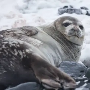 Explore Antarctic Voyage with Galápagos and Peru Guayaquil → Buenos Aires (2026) for 31 days with APT and discover unforgettable experiences - Photo 7