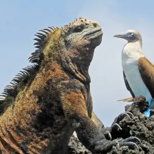 Explore Antarctic Voyage with Galápagos and Peru Guayaquil → Buenos Aires (2026) for 31 days with APT and discover unforgettable experiences - Photo 10