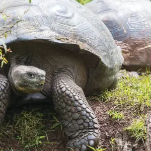 Explore Antarctic Voyage with Galápagos and Peru Guayaquil → Buenos Aires (2026) for 31 days with APT and discover unforgettable experiences - Photo 11