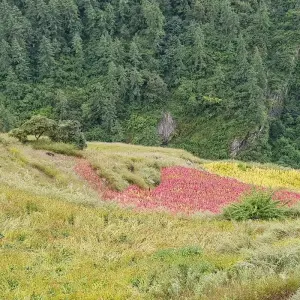 Explore Manaslu Tsum Valley Trek for 14 days with Adventure Bound and discover unforgettable experiences - Photo 9