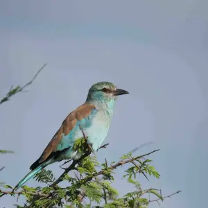 Explore 3 Day Kruger Safari With Panorama Route from Johannesburg for 3 days with Africa Moja Tours & Transfers and discover unforgettable experiences - Photo 5
