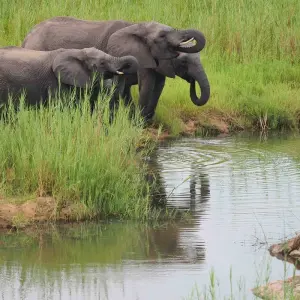 Explore 3 Day Kruger Safari With Panorama Route from Johannesburg for 3 days with Africa Moja Tours & Transfers and discover unforgettable experiences - Photo 6