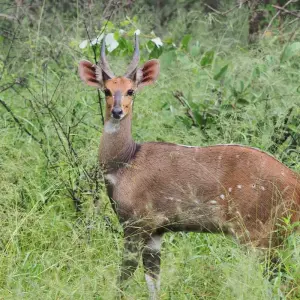 Explore 3 Day Kruger Safari With Panorama Route from Johannesburg for 3 days with Africa Moja Tours & Transfers and discover unforgettable experiences - Photo 8