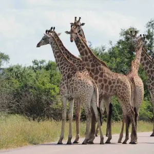 Explore 3 Day Kruger Safari With Panorama Route from Johannesburg for 3 days with Africa Moja Tours & Transfers and discover unforgettable experiences - Photo 9