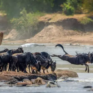 Explore 4 Days  The Great Migration of Wildebeest and Mara River Crossing Offer for 4 days with Eatl Tour and Safari Group  and discover unforgettable experiences - Photo 2