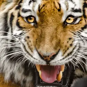 Explore Adventures Ranthambore Wildlife Safari Tour from Delhi with Safari Rides for 3 days with Golden Triangle Tours Of India and discover unforgettable experiences - Photo 7