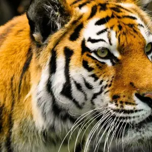 Explore Adventures Ranthambore Wildlife Safari Tour from Delhi with Safari Rides for 3 days with Golden Triangle Tours Of India and discover unforgettable experiences - Photo 11