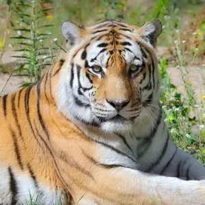 Explore Private 4 Days Tiger Safari and Taj Mahal Tour from Delhi for 4 days with Golden Triangle Tours Of India and discover unforgettable experiences - Photo 2