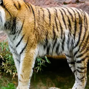 Explore Private 4 Days Tiger Safari and Taj Mahal Tour from Delhi for 4 days with Golden Triangle Tours Of India and discover unforgettable experiences - Photo 3