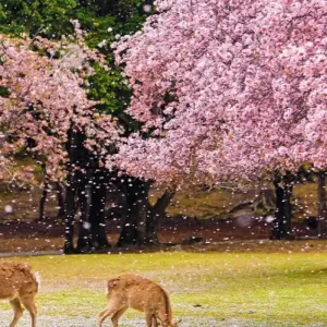 Explore 11 Days Highlights Japan & South Korea Tour (private guide and driver）Family Tour  Customizable for 11 days with UME Travel Co. Ltd and discover unforgettable experiences - Photo 4