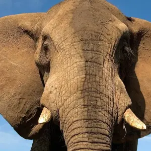 Explore Nairobi To Kampala 10 Days Overlanding for 10 days with Africa Travel Co. and discover unforgettable experiences - Photo 3