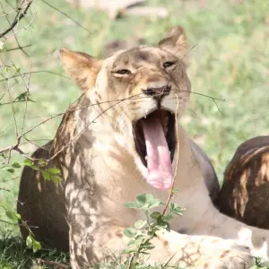 Explore Nairobi To Kampala 10 Days Overlanding for 10 days with Africa Travel Co. and discover unforgettable experiences - Photo 5