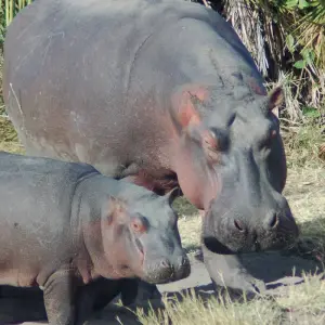 Explore Nairobi to Dar es Salaam 16 Days Overlanding Camping for 16 days with Africa Travel Co. and discover unforgettable experiences - Photo 5