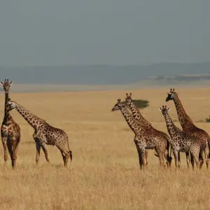 Explore Nairobi to Dar es Salaam 16 Days Overlanding Camping for 16 days with Africa Travel Co. and discover unforgettable experiences - Photo 7