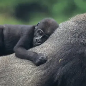 Explore Nairobi To Kampala 10 Days Overlanding for 10 days with Africa Travel Co. and discover unforgettable experiences - Photo 8