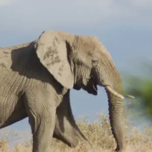 Explore Nairobi to Dar es Salaam 25 Days Overlanding for 25 days with Africa Travel Co. and discover unforgettable experiences - Photo 8