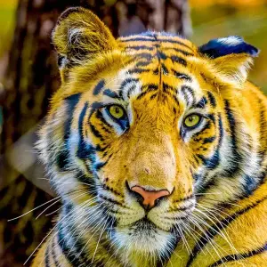Explore 15 Days Customized Best Bangladesh Tour, Private Guide for 15 days with Agate Travel and discover unforgettable experiences - Photo 7