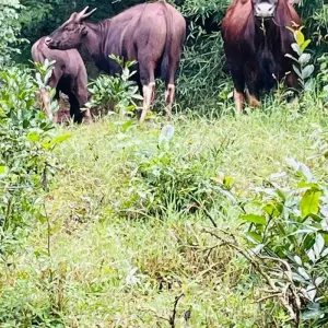 Explore Wildlife Wonders: Anshi National Park Day Tour from Goa for 1 days with Agora Voyages OPC Pvt Ltd and discover unforgettable experiences - Photo 6
