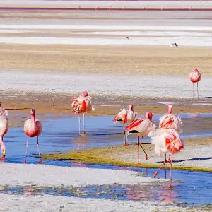 Explore Tailor-Made 10-Day Best Bolivia Tour, Daily Depart & Private Guide for 10 days with Agate Travel and discover unforgettable experiences - Photo 2