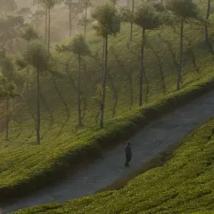 Explore Enchanting Kerala: Waterfalls, Tea Estates, and Backwater for 9 days with Agora Voyages OPC Pvt Ltd and discover unforgettable experiences - Photo 2