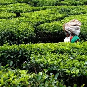 Explore Enchanting Kerala: Waterfalls, Tea Estates, and Backwater for 9 days with Agora Voyages OPC Pvt Ltd and discover unforgettable experiences - Photo 4