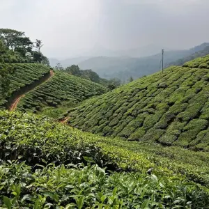 Explore Enchanting Kerala: Waterfalls, Tea Estates, and Backwater for 9 days with Agora Voyages OPC Pvt Ltd and discover unforgettable experiences - Photo 5