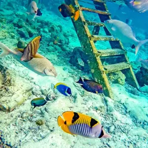 Explore Tailor-Made Maldives Cultural Trip with Daily Departure & Private Guide for 4 days with Agate Travel and discover unforgettable experiences - Photo 4