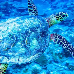 Explore Customized Maldives Island Hopping with Daily Departure & Private Guide for 8 days with Agate Travel and discover unforgettable experiences - Photo 6
