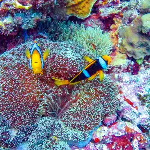 Explore Customized Maldives Island Hopping with Daily Departure & Private Guide for 8 days with Agate Travel and discover unforgettable experiences - Photo 10