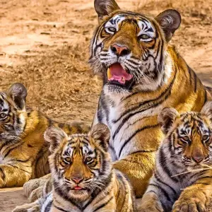 Explore 10 Days Tailor-Made Bangladesh Tour with Daily Stars, Private Guide & Driver for 10 days with Agate Travel and discover unforgettable experiences - Photo 7