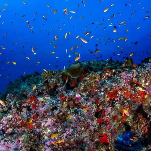 Explore Customized Maldives Beach Tour with Daily Departure & Private Guide for 4 days with Agate Travel and discover unforgettable experiences - Photo 10