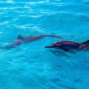 Explore Customized 7 Days Maldives Vacation, Daily Departure & Private Guide for 7 days with Agate Travel and discover unforgettable experiences - Photo 9