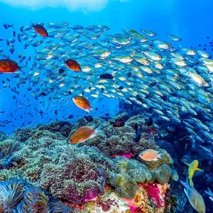 Explore Tailor-Made Maldives Holiday at Thoddoo, Daily Departure & Private Guide for 6 days with Agate Travel and discover unforgettable experiences - Photo 11